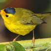 Wilson's Warbler